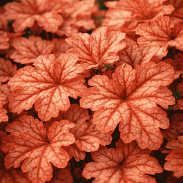 Гейхерелла Honey Rose