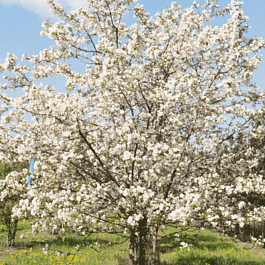 Яблоня декоративная Профессор Шпренгер