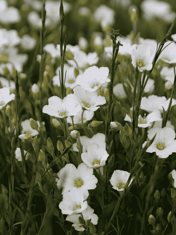 Песчанка горная