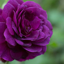 Роза флорибунда Пёпл Эден