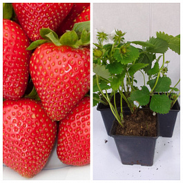 Земляника садовая Лола НАБОР 3ШТ