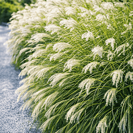 Мискантус китайский Early Hybrids