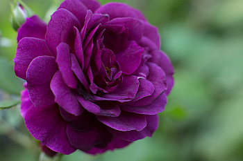 Роза флорибунда Пёпл Эден