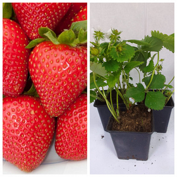 Земляника садовая Лола НАБОР 3ШТ