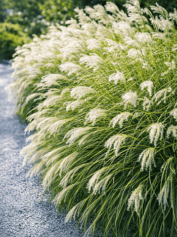 Мискантус китайский Early Hybrids