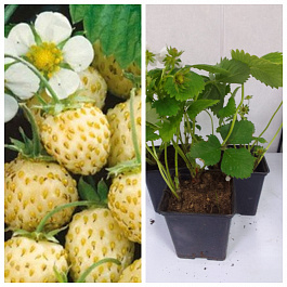 Земляника садовая Золотинка НАБОР 3ШТ