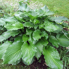 Хоста гибридная Сорбет НАБОР 2ШТ (1+1)