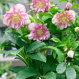 Морозник восточный Pink Double