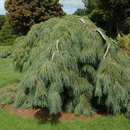 Сосна Веймутова Пендула