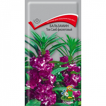 Бальзамин Том Самб фиолетовый