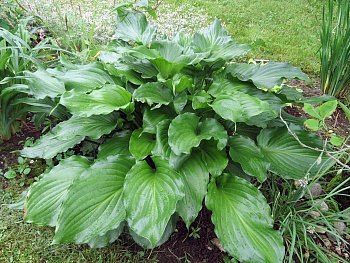 Хоста гибридная Сорбет НАБОР 2ШТ (1+1)