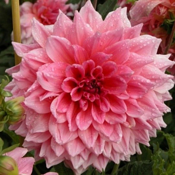 Георгина Декоративная Оттоз Трилл