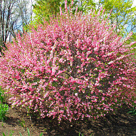 Миндаль трехлопастной Руслана