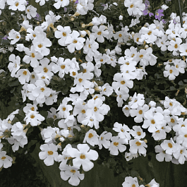 Бакопа Baristo Double White кашпо