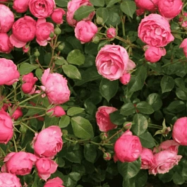 Роза флорибунда Pomponella