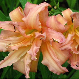 Лилейник гибридный Дабл Помпон