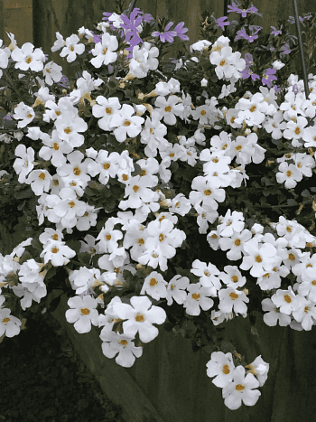 Бакопа Baristo Double White кашпо