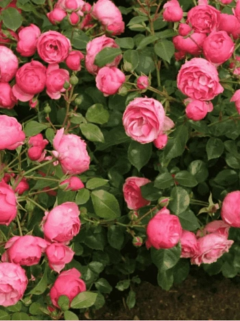 Роза флорибунда Pomponella