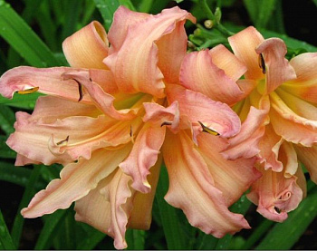 Лилейник гибридный Дабл Помпон