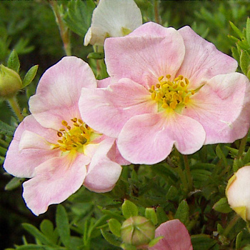 Лапчатка кустарниковая Pink Whisper