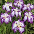 Ирис мечевидный Harlequinesque