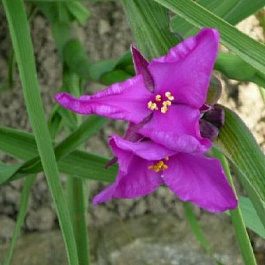 Традесканция Андерсона Пьюэвел Жиант
