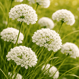 Армерия приморская Morning Star White