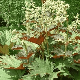 Ревень Tanguticum