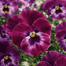 Виола рогатая Sorbet Rasberry