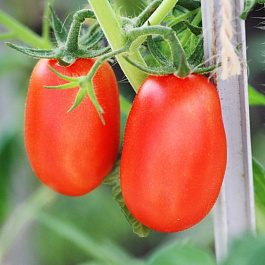 Томат Челнок