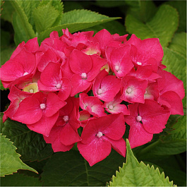 Гортензия крупнолистовая Заския