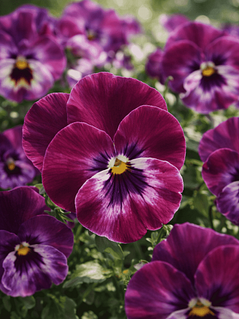 Виола рогатая Sorbet Rasberry