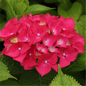 Гортензия крупнолистовая Заския Гортензия крупнолистовая Заския