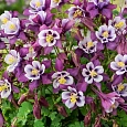 Аквилегия обыкновенная Early Bird Purple Blue