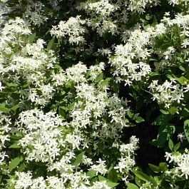 Клематис виноградолистный