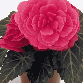 Бегония клубневая Nonstop Мосса Pink Shades