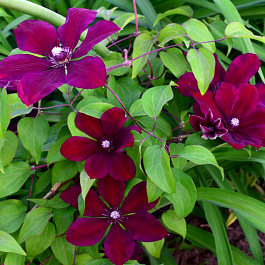 Клематис крупноцветковый Вестерплатте