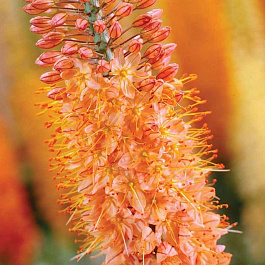 Эремурус гибридный Пиноккио