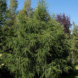 Лиственница marschlinsii 