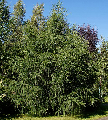 Лиственница marschlinsii 