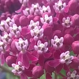 Ваточник инкарнатный Cinderella