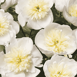 Пион травянистый Patio Peony Madrid