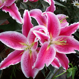 Лилия восточная Барбадос НАБОР 2ШТ (2+2)