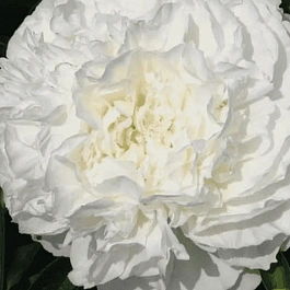 Пион Молочноцветковый Sophia's Choice