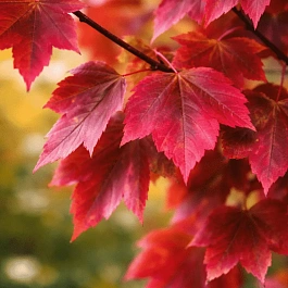 Клен красный Brandywine