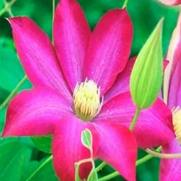  Клематис Kakio Pink Champagne