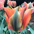 Тюльпан Artist