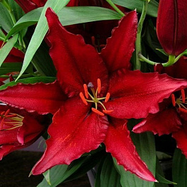 Лилия восточная Файрболт НАБОР 2ШТ (2+2)