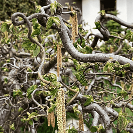 Фундук Contorta