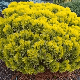 Сосна горная Carsten Wintergold